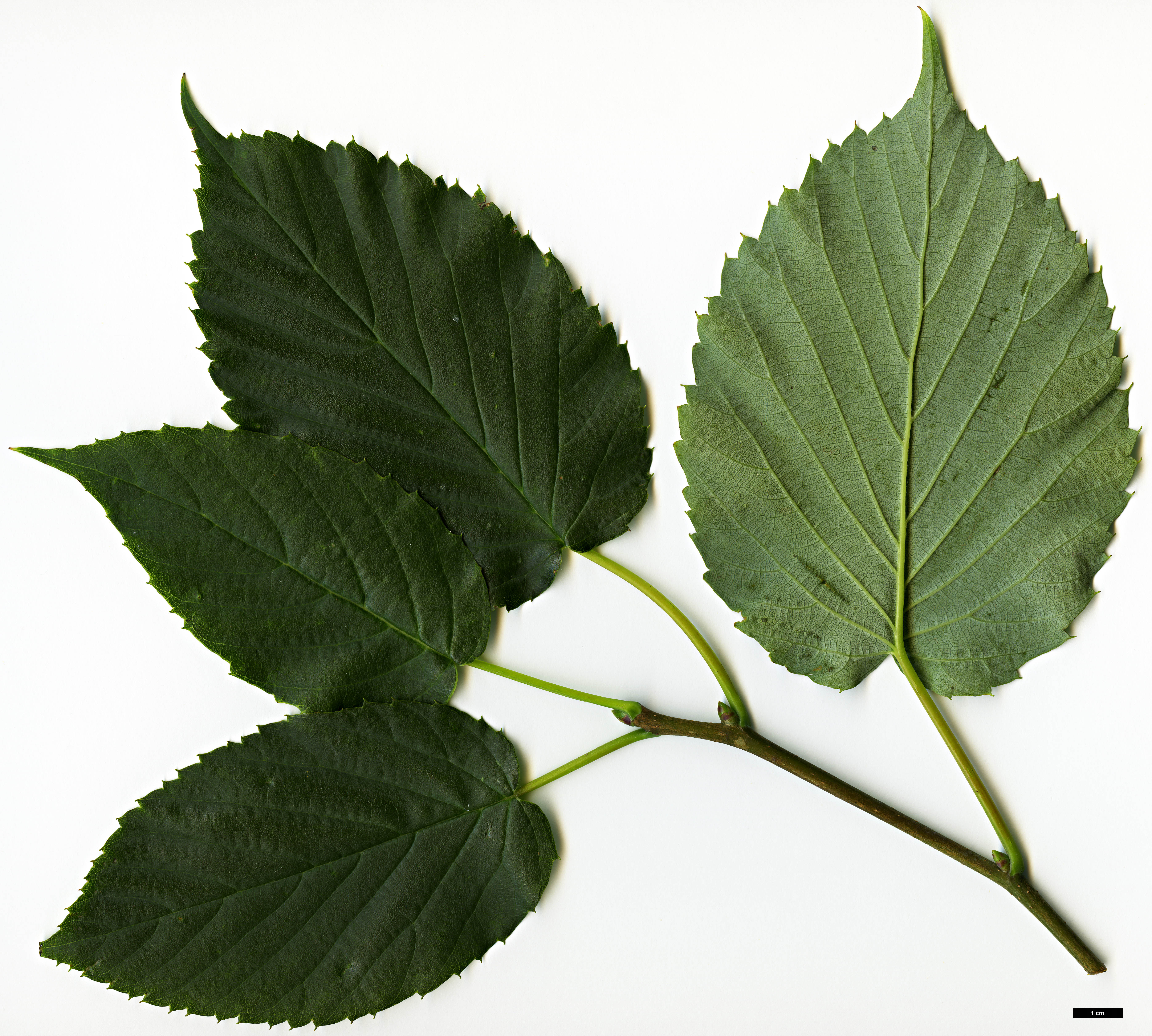 High resolution image: Family: Nyssaceae - Genus: Davidia - Taxon: involucrata - SpeciesSub: var. vilmoriniana